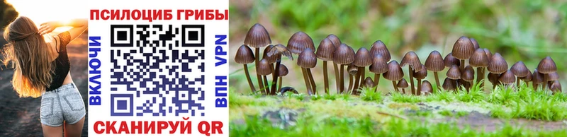 Купить  Павловский Посад  Псилоцибиновые грибы Cubensis 